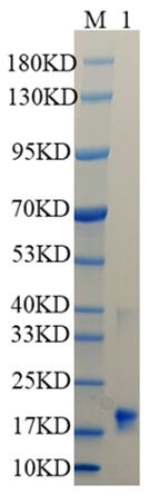 Reducing 12% SDS-PAGE analysis profile of purified MB (CBB stained).